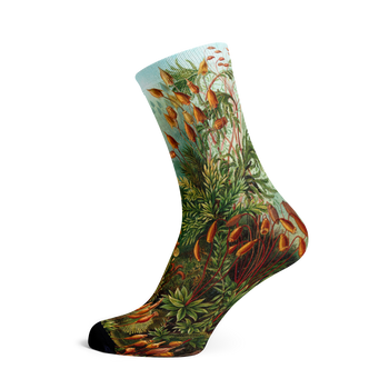 Socks by Haeckel (mushrooms, 5 pairs)